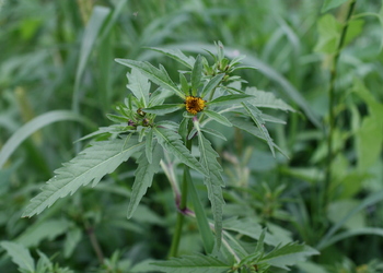 Dreiteiliger Zweizahn (Bidens tripartitus) - © Emanuel Trummer